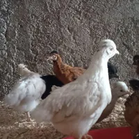 جوجه مرغ تخمگذار د ۷۰روزه