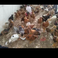 جوجه ۴۰ روز گلپایگان واکسن خورد