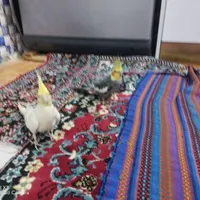 دو عدد عروس هلندی نر و ماده|پرنده|مشگین شهر, |دیوار