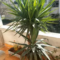 یوکا بسیار شیک