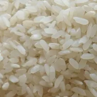 فروش برنج کامفیروزی درجه یک به شرط پخت