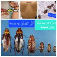 سمپاشی سوسک و ساس سم پاشی ضد عفونی ساختمان صددرصد|خدمات نظافت|تهران, یافت‌آباد|دیوار