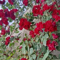 خونه باغ تمیز درشهر زیبای رشت ۹۰۰تومن|اجارهٔ کوتاه‌مدت آپارتمان و سوئیت|رشت, اسماعیل آباد|دیوار