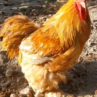 خروس اصیل برهما و مرغ و خروس پلیموت مینیاتوری|حیوانات مزرعه|تهران, ابن بابویه|دیوار