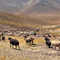 بره بزغاله گوسفند میش بز چاق کوهستان|عمده‌فروشی|شاهین‌شهر, فردوسی|دیوار