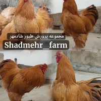 جوجه و تخم نطفه دار برهما برهوما نژاد لمون و بوف