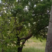 باغ میوه بیجار کردستان|فروش زمین و ملک کلنگی|تهران, آبشار|دیوار