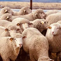 ارسال گوسفند ( ) تهران و کرج