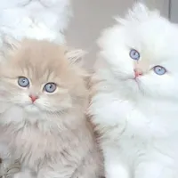 کلکسیون لاکچری / گربه های ملوس نژاد برتر