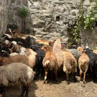 گوسفند عقیقه نوزاد بیمارستانی زاوو حجاج زنده