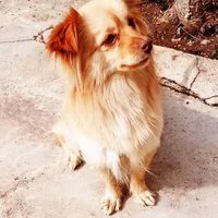 سگ.|سگ|تاکستان, |دیوار