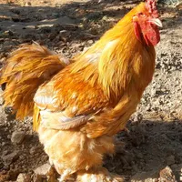 خروس اصیل برهما و مرغ و خروس پلیموت مینیاتوری|حیوانات مزرعه|تهران, ابن بابویه|دیوار