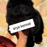 چاوچاو اصیل با ضمانت