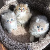 بچه گربه گربه تغذیه شده