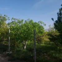 باغ انار در ساوه|فروش زمین و ملک کلنگی|تهران, حسن‌آباد|دیوار