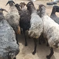 80 راس گوسفند چاق چاق
