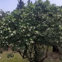 فروش-زمین-لپاسرک-رامسر