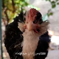 بوقلمون تخمی و جوجه پنگوئنی|حیوانات مزرعه|تربت جام, یحیی آباد|دیوار