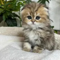 مجموعه گربه های اشرافی ( ایران کتز iran cats)|گربه|رشت, گلباغ نماز|دیوار