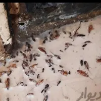 سمپاشی حشرات منازل مسکونی با ضمانت در هرنقاط مشهد