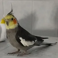 پرنده عروس‌هلندی گمشده
