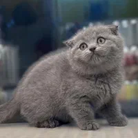 بچه گربه اسکاتیش بلو کاراملی