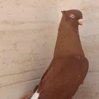 چند راس کفتر کبوتر