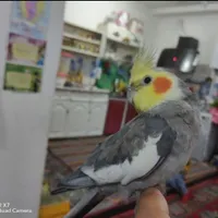 دو عدد عروس هلندی نر و ماده|پرنده|مشگین شهر, |دیوار