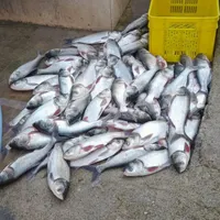 انواع ماهی تازه