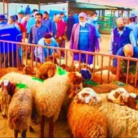 عقیقه وقربانی«نَرقلم آبی+نصفه گوشت» گوسفند.زنده|حیوانات مزرعه|مشهد, عبادی|دیوار