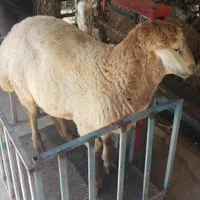 گوسفند زنده خرید حضوری وارسال درب منزل‌