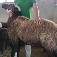 گوسفند زنده ارسال باقصاب به محل جاجرود پردیس بومهن