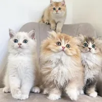 مجموعه گربه های اشرافی ( ایران کتز iran cats)|گربه|رشت, گلباغ نماز|دیوار