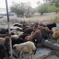 جایگاه عرضه گوسفند گوشتی شهرداری زنده