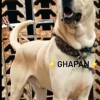 سگ سرابی با اصالت|سگ|کرمانشاه, |دیوار