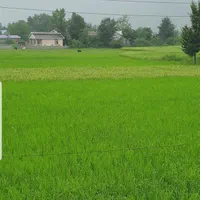 برنج صادراتی ارگانیک هاشمی مستقیم از مزرعه دار