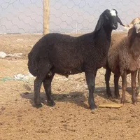 گوسفند ۲۴ ساعته زنده دام سالم