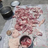 بره زود پز گوسفند نر|حیوانات مزرعه|قم, پردیسان|دیوار