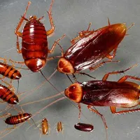 سمپاشی سوسک کابینتی ساس موش سمپاشی مورچه