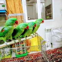 معدن شاه طوطی ملنگو نر ماده دستی رام سخنگوچشم درشت|پرنده|تهران, استاد معین|دیوار
