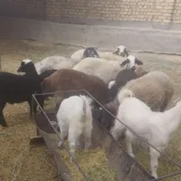 فروش تعدادی بره