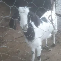 بزپاکستانی بزغاله خوشگل