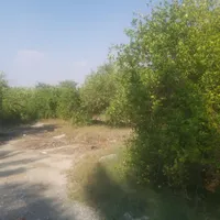 فروش باغ رودان|فروش زمین و ملک کلنگی|بندرعباس, |دیوار