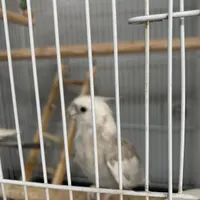 عروس هلندی طوطی مینا|پرنده|میناب, |دیوار
