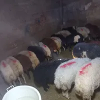 توزیع مستقیم گوسفند زنده بدست مشتری|حیوانات مزرعه|تهران, شهرک امید|دیوار