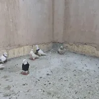 جوجه طوقی|پرنده|خمینی‌شهر, |دیوار