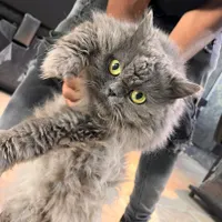 گربه Cat