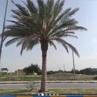 پخش کننده درخت نخل درسراسرکشور