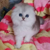 بچه گربه های عروسکی دلربا