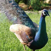 طاووس های رنگ جدید وارداتی طاوس طابوس